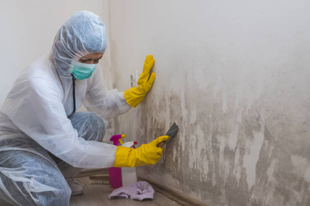 Best Mold Damage Restoration  in Paterson, NJ