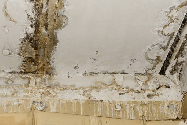 Best Asbestos and Lead Testing During Mold Inspection  in Paterson, NJ