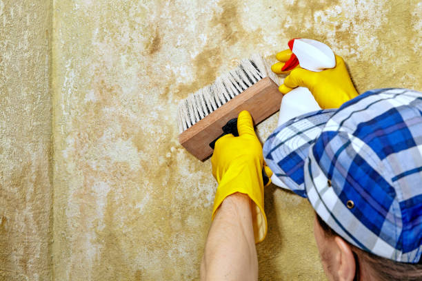  Paterson, NJ Mold Removal Pros