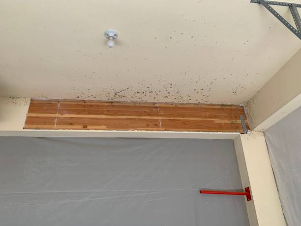 Best Airborne Mold Testing  in Paterson, NJ