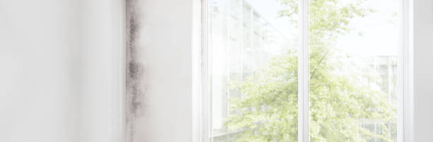 Mold Documentation for Insurance Claims in Paterson, NJ