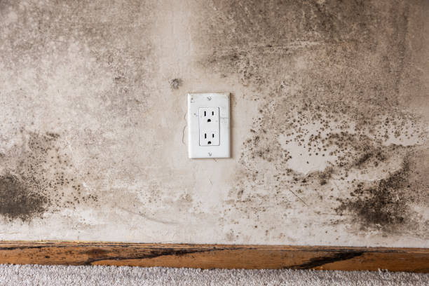 Best Industrial Mold Remediation  in Paterson, NJ