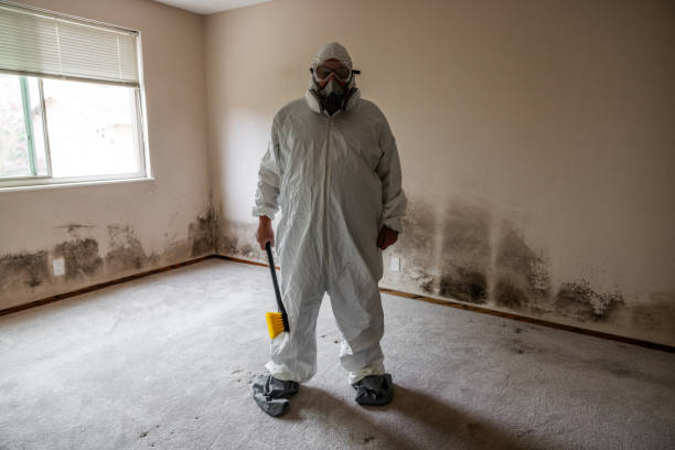 Trusted Paterson, NJ Mold Removal Experts